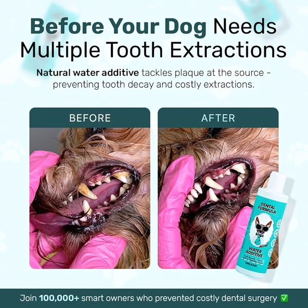 This static 1:1 ad creative uses a high-contrast before-and-after comparison of a dog's teeth to demonstrate the efficacy of a dental water additive product.